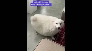 Big big fat dog🤣#dog #usa_tiktok #foryou #dogsoftiktok