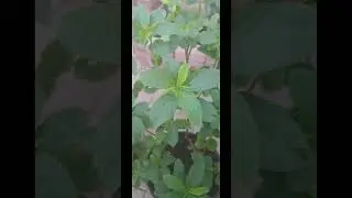 Harvesting Jute leaves l Saluyot #garden #shorts #shortsyoutube