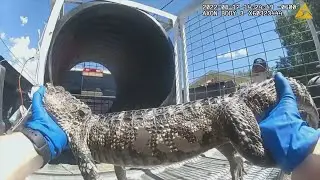 VIDEO: Game and Fish tiger hunt leads to alligator, drugs, instead