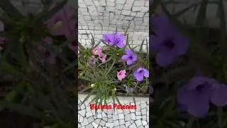 Mexican Petunias flowers ❤️Very easy to grow.pl.subscribe my channel. Thank you
