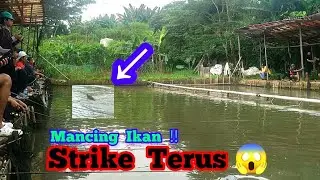 Mancing Ikan Mas Harian Terbaru 2023 || Lomba Mancing #lombamancing #ikanmas #anglerfish #fishing