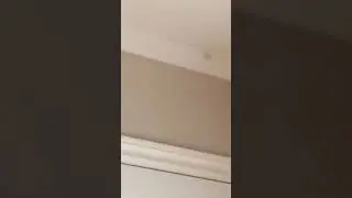Dog vs Bug