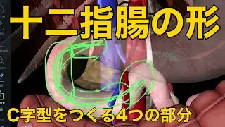 【十二指腸の形】C字型をつくる4つの部分