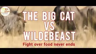 THE BIG CAT 