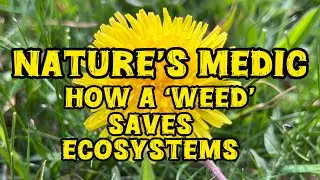 Nature&rsquo;s Medic | How Dandelions Help Save Ecosystems