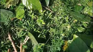 Hoje foi dia de manutenção. Do cacaueiro.