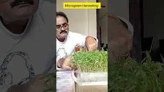 Microgreen Harvesting #microgreen #harvesting #benefits #growingtips #shorts