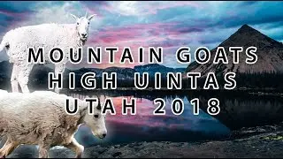 Mountain Goats  in Utah High Uintas
