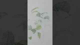 Quiet Colored Pencil Drawing | Black Rose Camellia