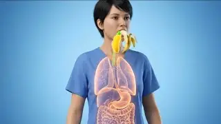 Experience a hyper-realistic 3D medical animation showing the journey of a banana 