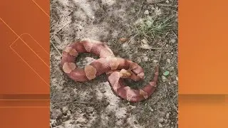 Texas park rangers come across uniquely colored copperhead