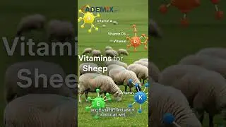 Feed Additives and Fattening #Ademixvet #AnimalNutrition  #FeedAdditives  #AnimalFeed #AnimalHealth