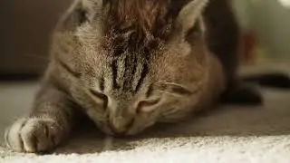 Why Cats Loaf The Cozy Truth Behind Tucked Paws
