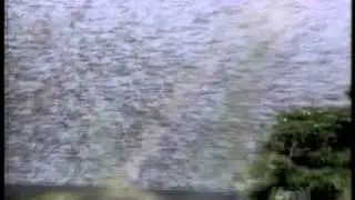Dangerous Swarms - Locust swarm.