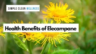 Health Benefits of Elecampane