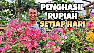 Sukses Budidaya Bunga Bougenville Pengiriman Sampai Luar Negeri