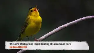 Wilson's Warbler and Lazuli Bunting at Laurelwood Park