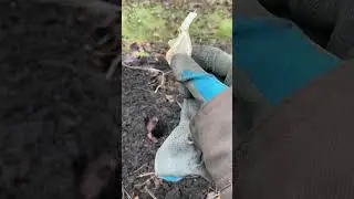 Garlic Planting in DECEMBER in Canada!?!