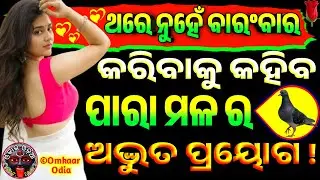 Wonderful Mesmerizing Attraction By Love 💕 Bird Pigeon 🐦 | Fast Love Problem Solution | Vashikaran