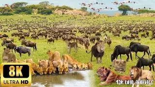 4K African Wildlife: When Nature Surprises You | Untold Secrets - Peaceful Jungle