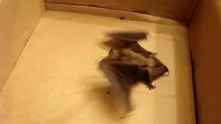 The BAT in our basement!!
