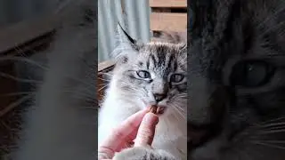 Close-up cat eating a snack in slow mo #shorts