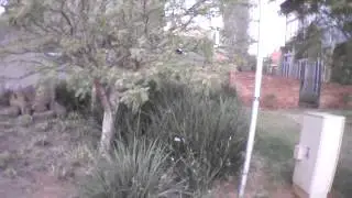 AR.Drone 2.0 1st flight with Balanced Props