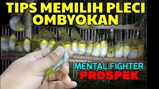 TIPS MEMILIH BURUNG OMBYOKAN PLECI  FIGHTER DAN CALON JUARA