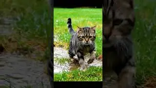 &ldquo;After-Rain Cat Acrobat&rdquo;