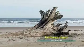 Driftwood heart