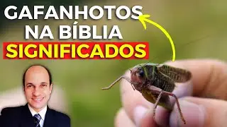 GAFANHOTOS NA BÍBLIA: Aprenda todos os significados!