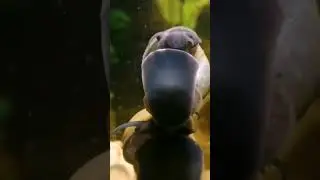 Die Scheiben werden, um die Wette, abgelutscht. 😁