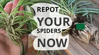 Propagating & Repotting Spider Puffs 🌱 | Easy Houseplant Care Guide