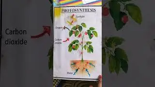 photosynthesis working model #jnv#science#projects