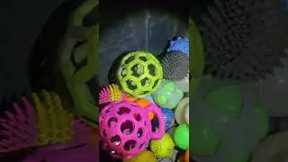 Bolts Balls #dogshorts #dogsofyoutube #germanshorthairedpointers