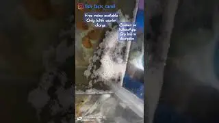 Gourami fish breeding | free moina | tamil | @ssr_verse |