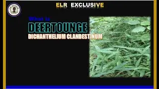 What is DEERTOUNGE grass