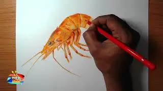Prawn drawing,  how to draw a shrimp easy