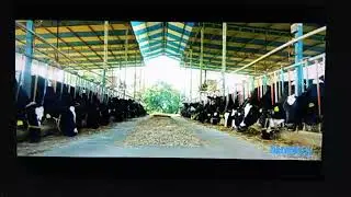 Delmer &ndash; Fully Automatic Milking Farm | Smart Dairy Farming in Action