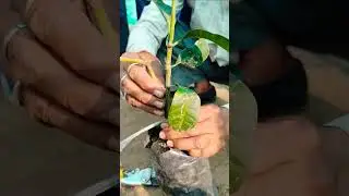 #Horticulture practical at JNKVV Jabalpur # trending# videos# new#agriculture #jabalpur #jnkvv#
