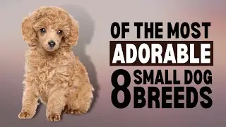 8 Of The Most Adorable And Affectionate Small Dog Breeds
