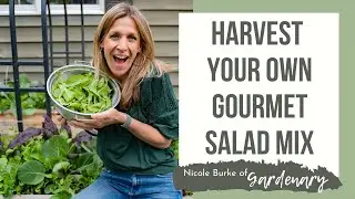 Harvest Your Own Gourmet Salad Mix