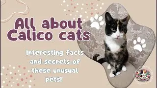 🐾 All About Calico Cats | Interesting Facts and Secrets of These Unusual Pets! 🎨🐱