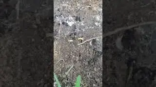 Termite vs The Carpenter Ant