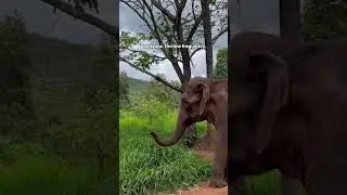 Captive Elephants' Communication