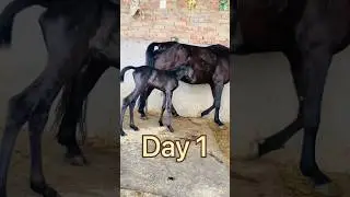 Horse baby body transformation video | black baby horse growth 1 day to 44 days #transformation