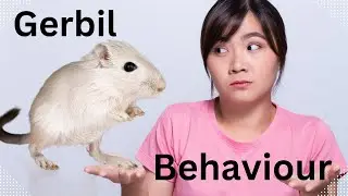 Why Do Gerbils Thump Their Feet? The Truth Revealed!