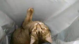 Spring, Lap Cat of Fryode Lab Playing In the Trash Can