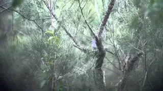 Barred Cuckooshrikes (Coracina lineata) at nest