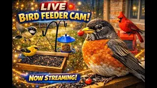 NORTH AMERICA WILD BIRD CAM - LIVE BIRD FEEDING - WATCH all the local birds feast for the winter!